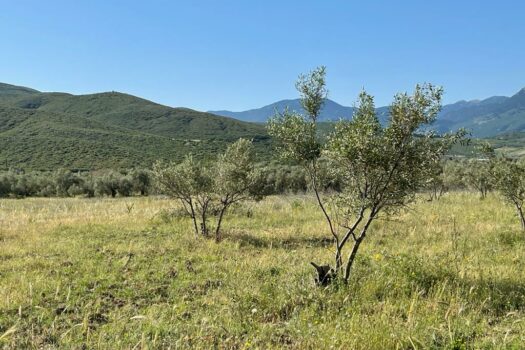 Terrains Mont Parnasse